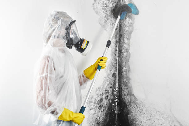 Trusted West Brownsville, PA Mold Removal Experts