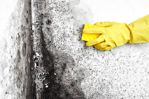 Mold Remediation for Rental Properties in West Brownsville, PA