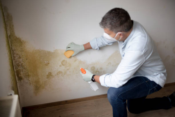 Best Mold Damage Restoration  in West Brownsville, PA