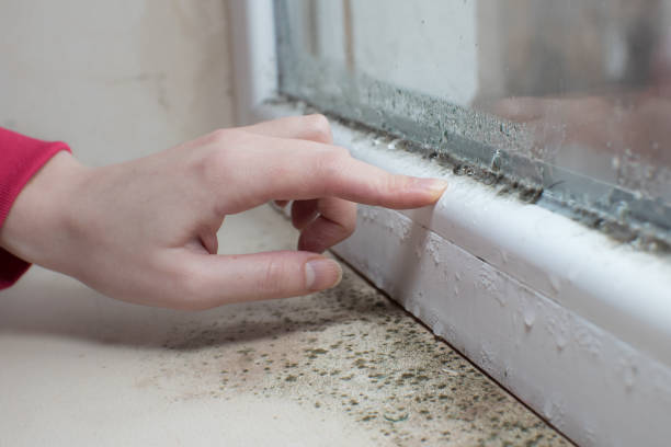Best Mold Removal for HVAC Installations  in West Brownsville, PA